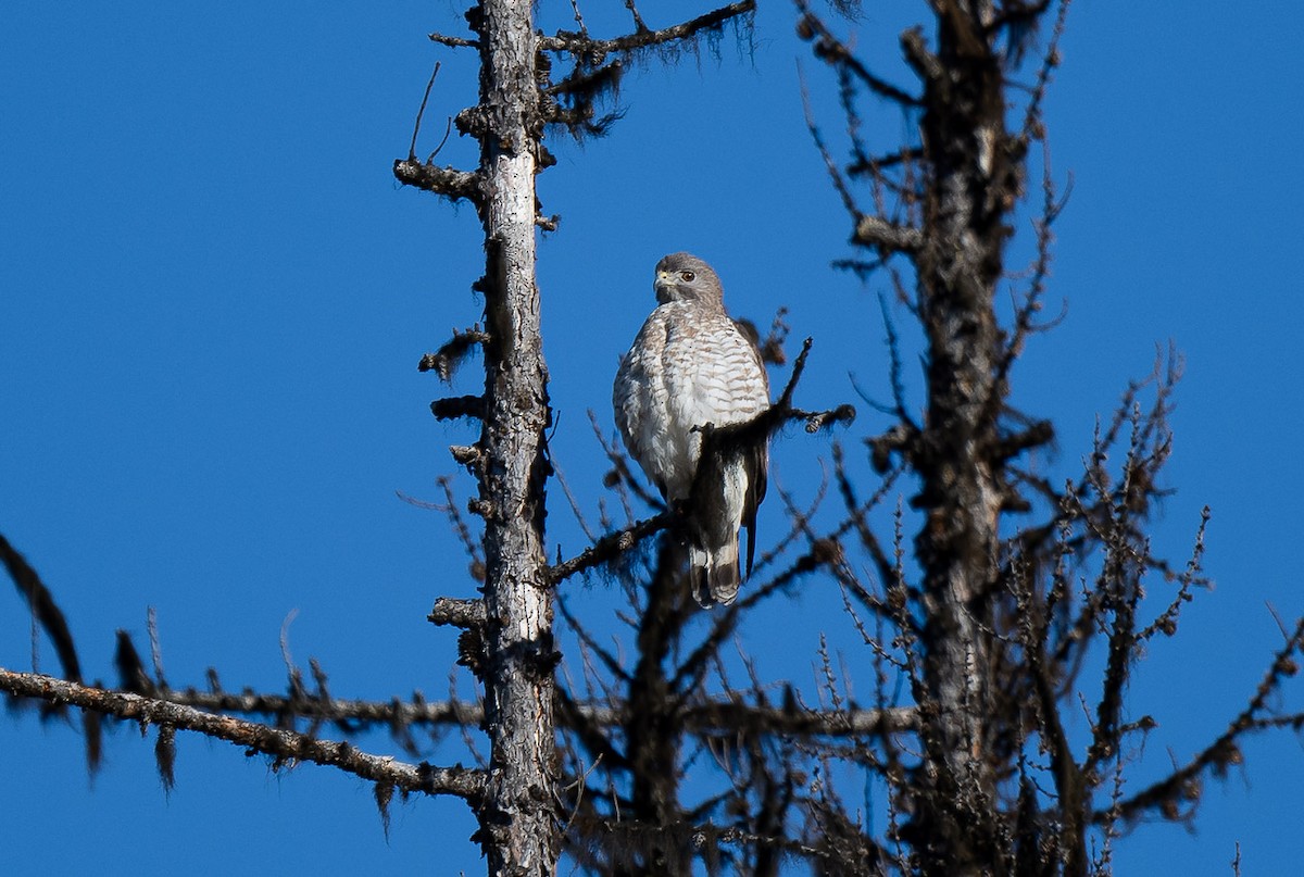 Broad-winged Hawk - ML618457353
