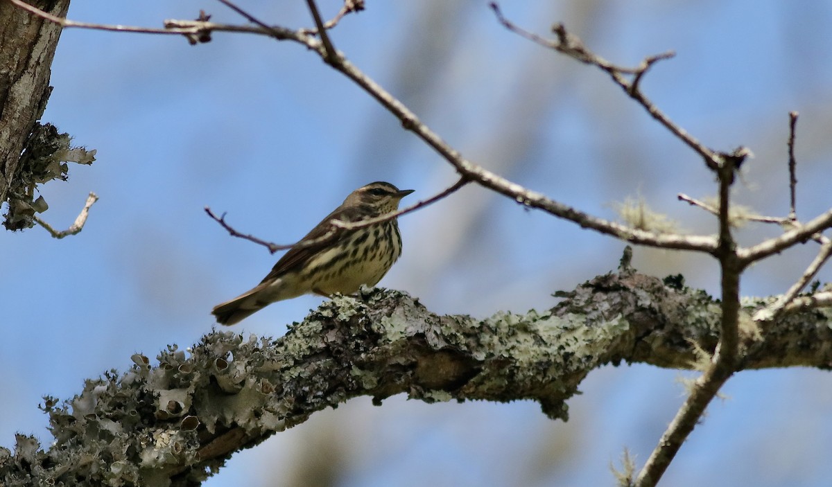 Northern Waterthrush - ML618457441