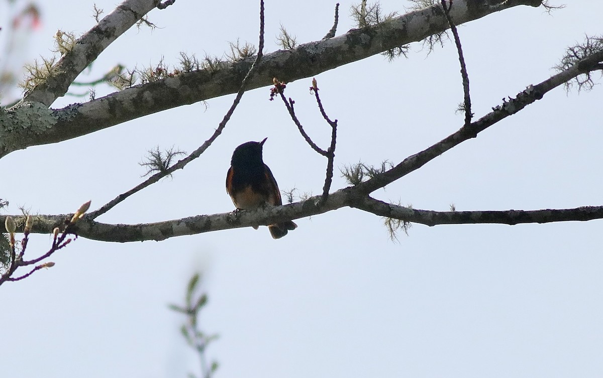 American Redstart - ML618457474