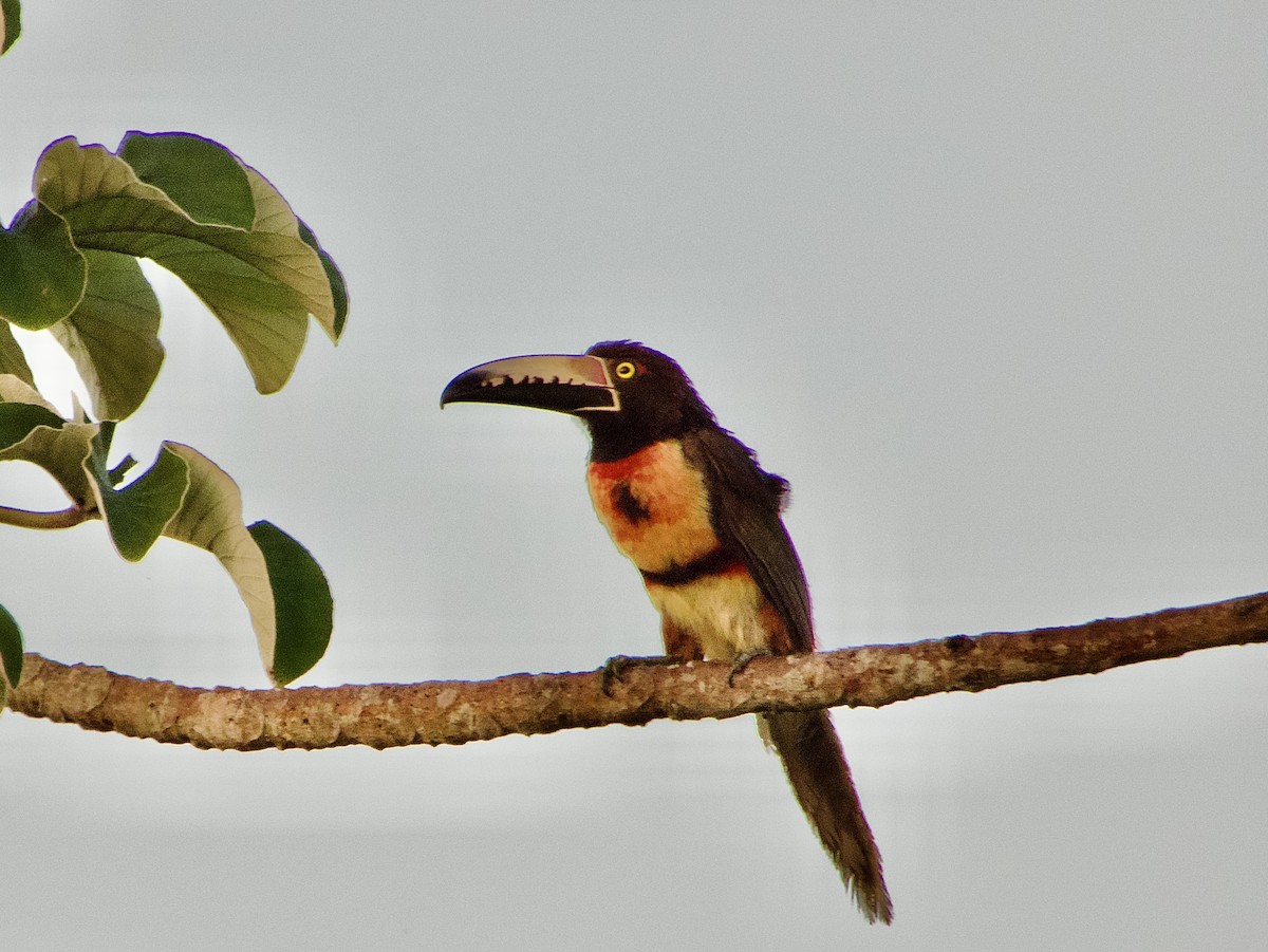 Arasarí Acollarado (grupo torquatus) - ML618457487