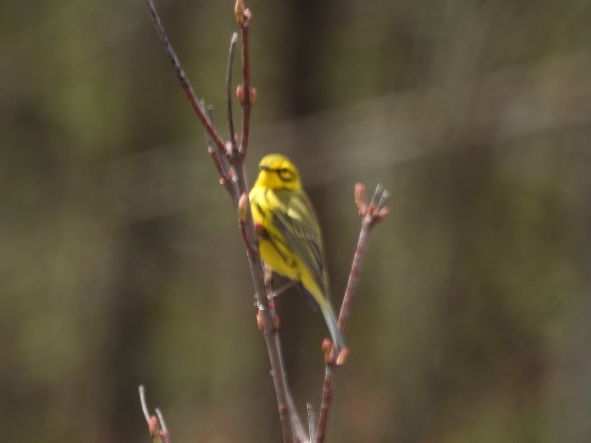 Prairie Warbler - ML618457494