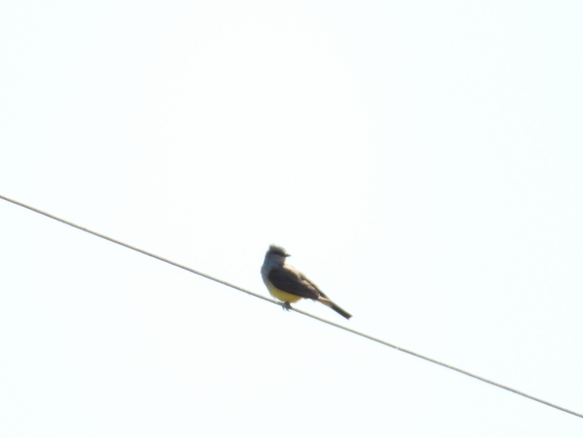 Western Kingbird - Bill Holland