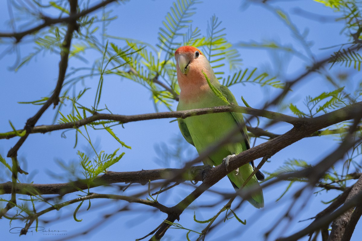 Rosy-faced Lovebird - ML618457545