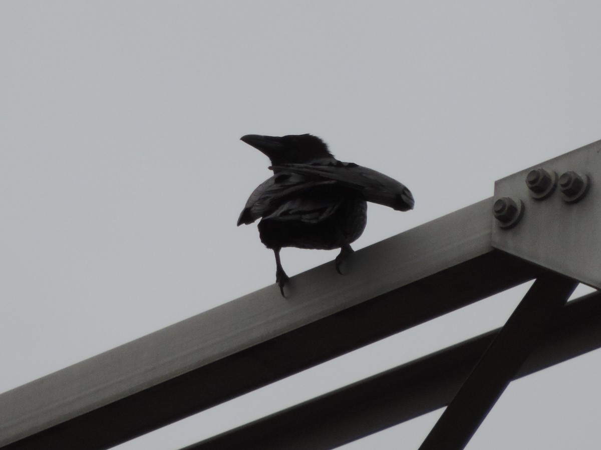 Хон хэрээ - ML618457571