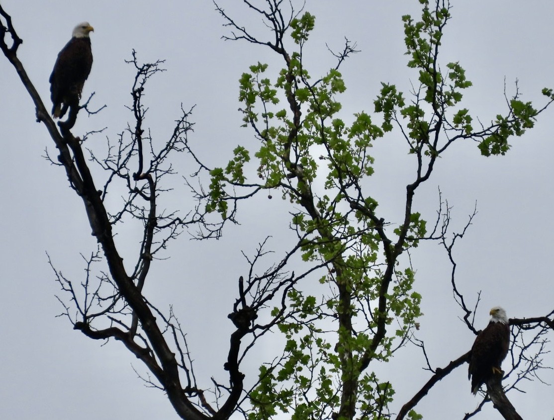 Bald Eagle - Jim Rowoth