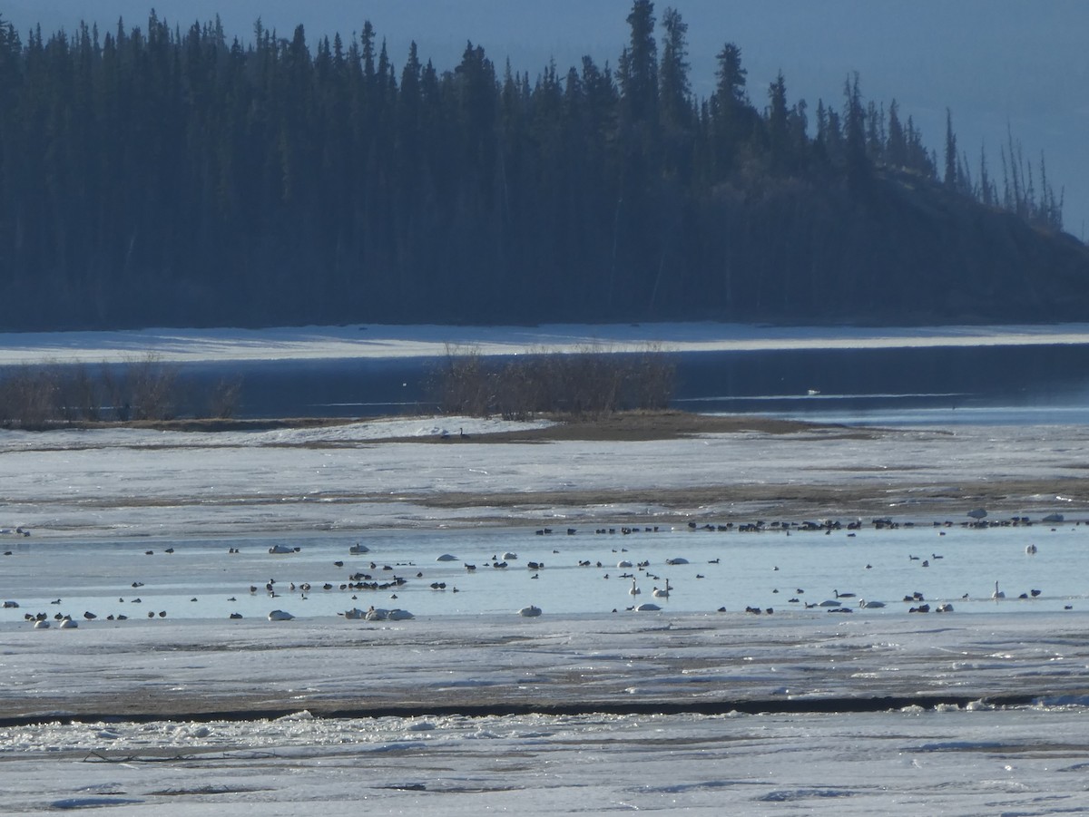 Cygne trompette - ML618457599