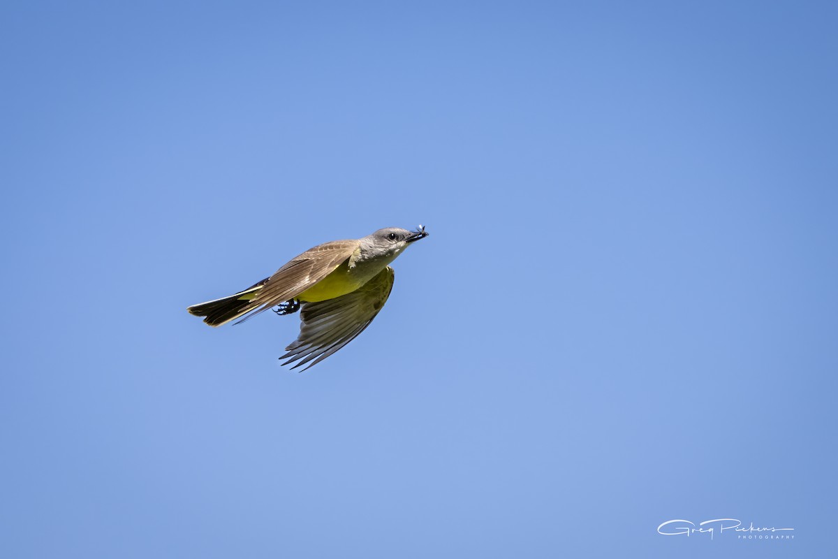 Western Kingbird - Greg Pickens