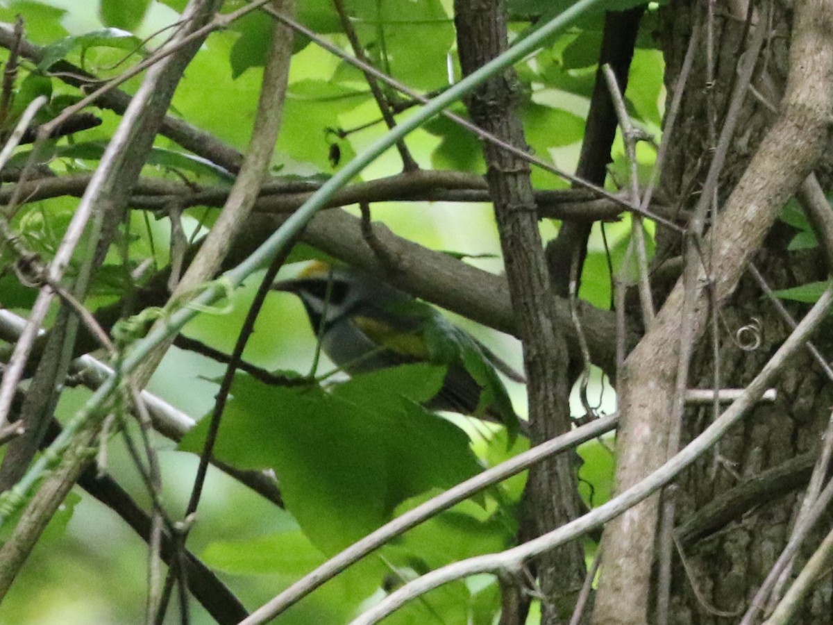 Golden-winged Warbler - Steve Calver