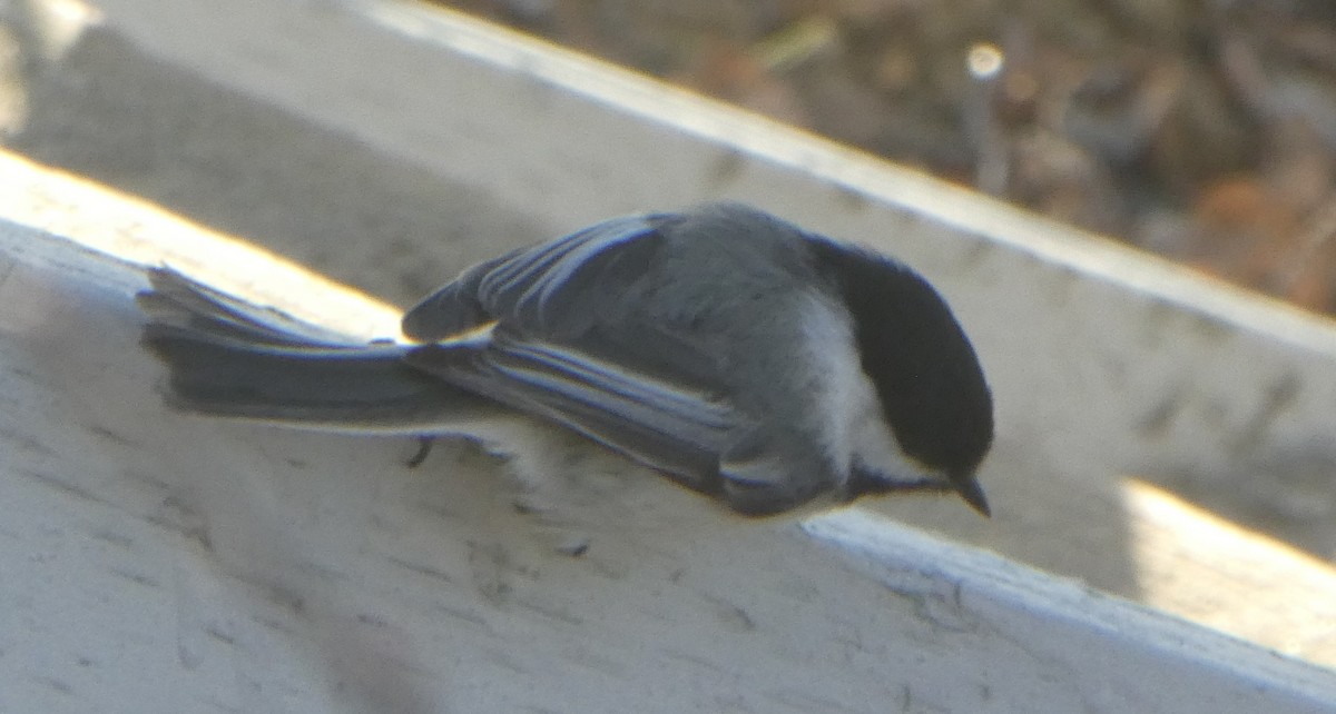 Black-capped Chickadee - Brian Kinney