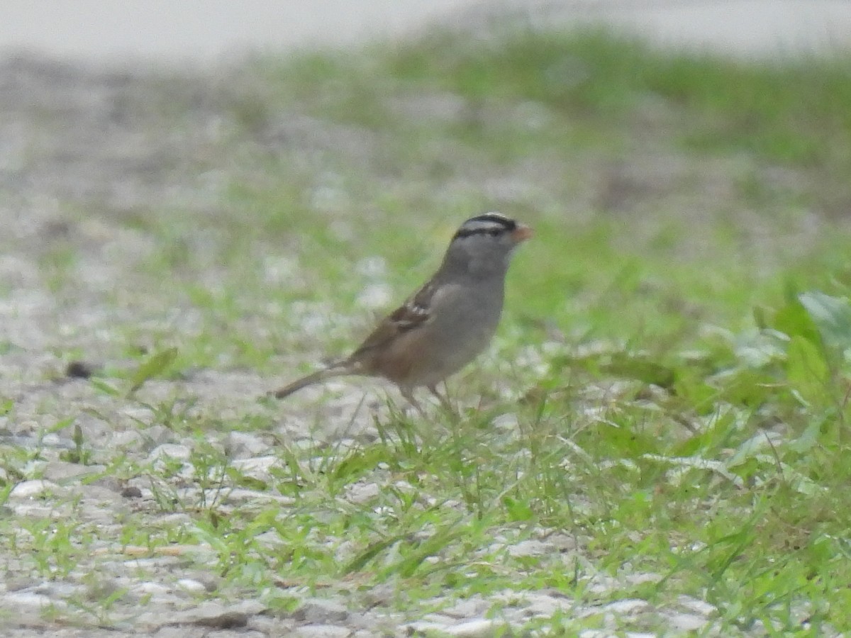 White-crowned Sparrow - ML618457636