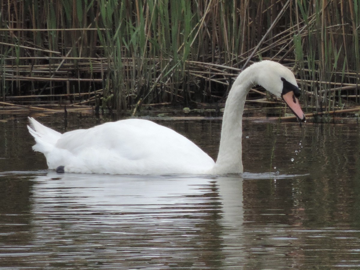 Mute Swan - Rich Brown