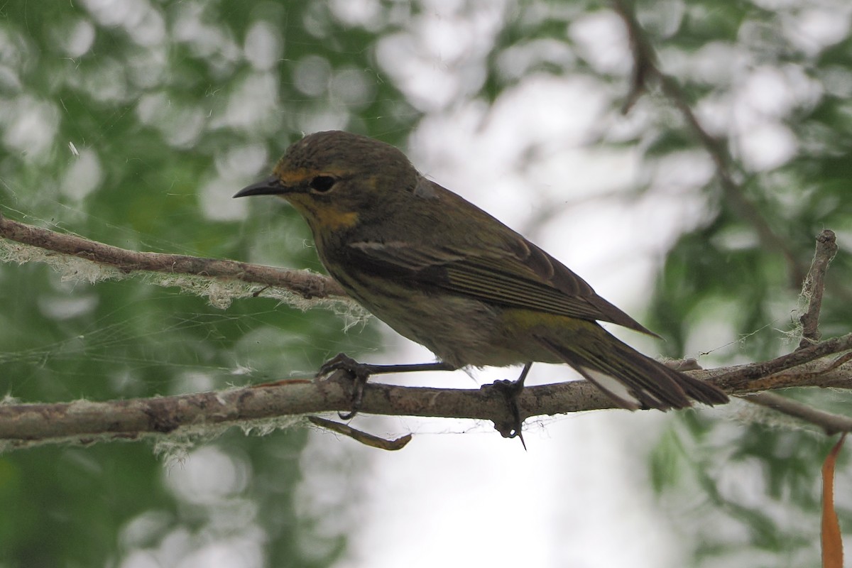 Cape May Warbler - Beth McBroom