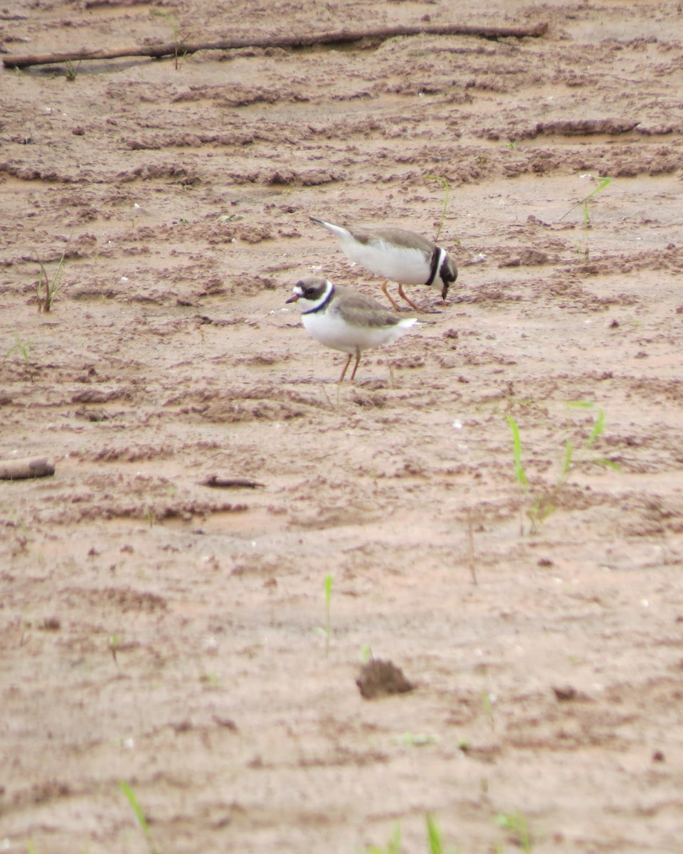 Semipalmated Plover - ML618457684