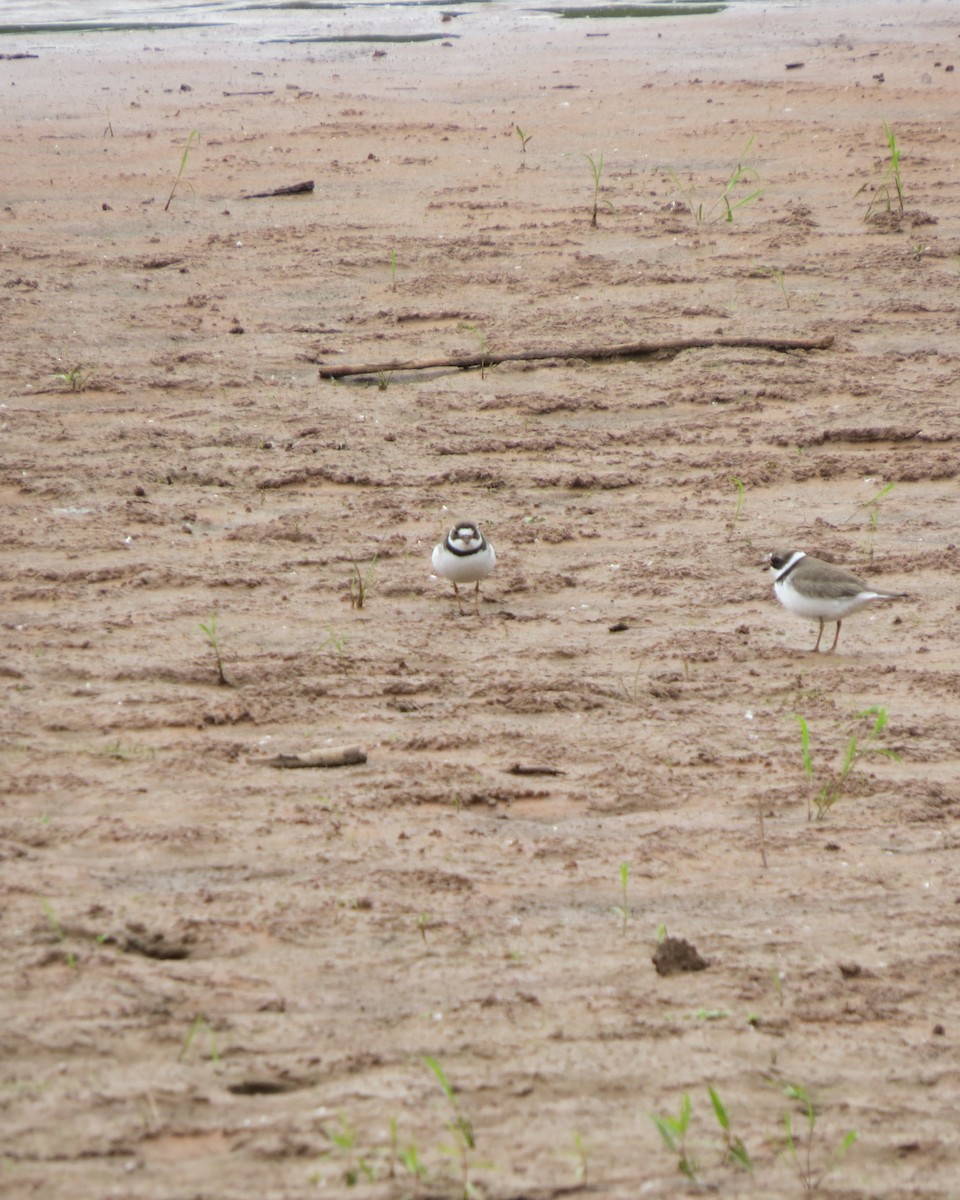 Semipalmated Plover - ML618457685
