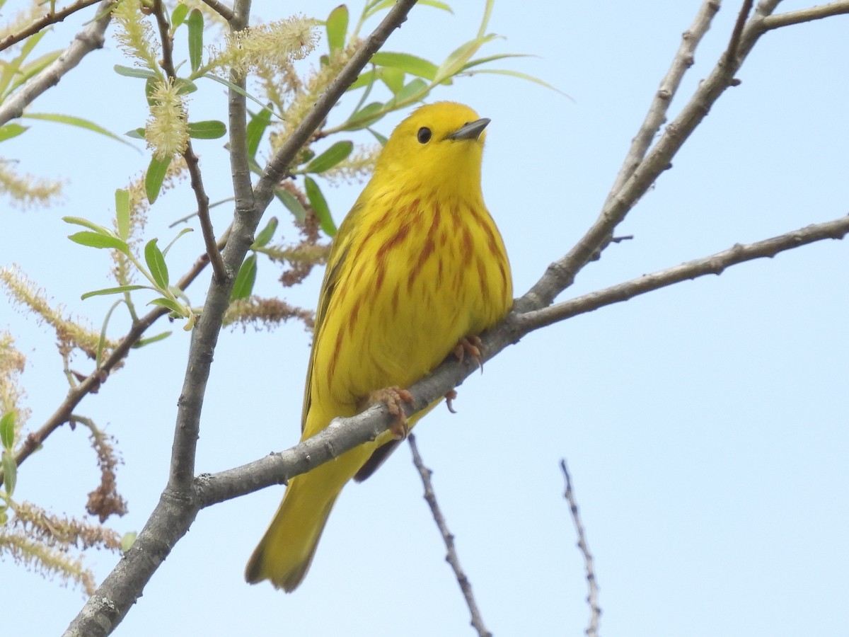 Yellow Warbler - ML618457689