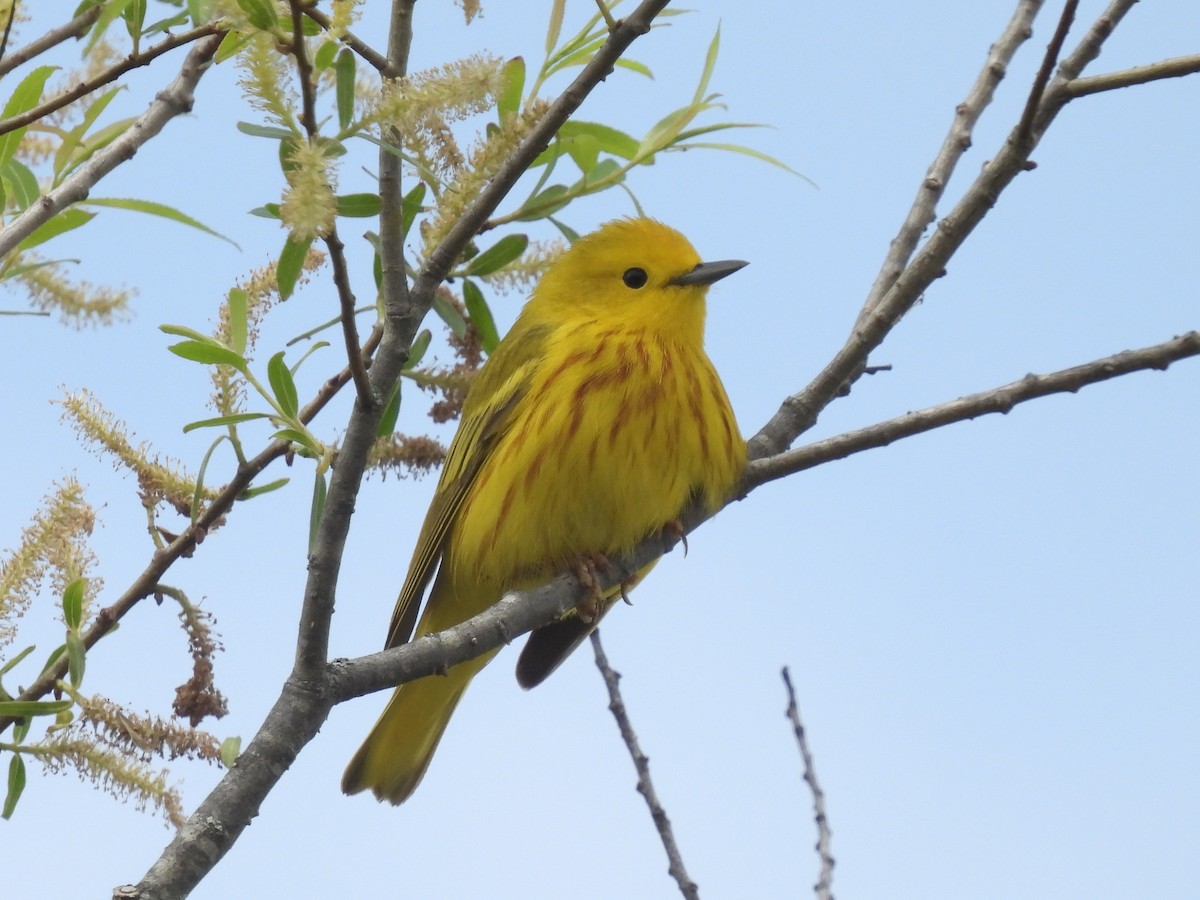 Yellow Warbler - Cindy Leffelman