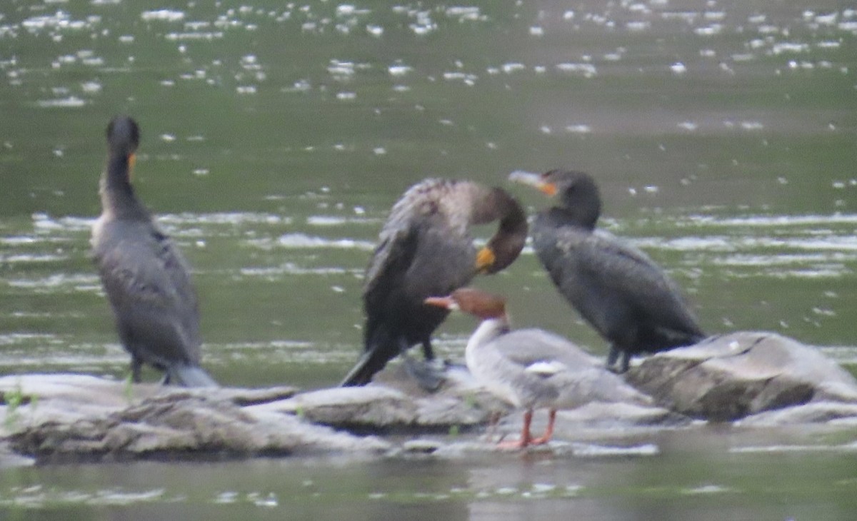 Double-crested Cormorant - Jim Rowoth