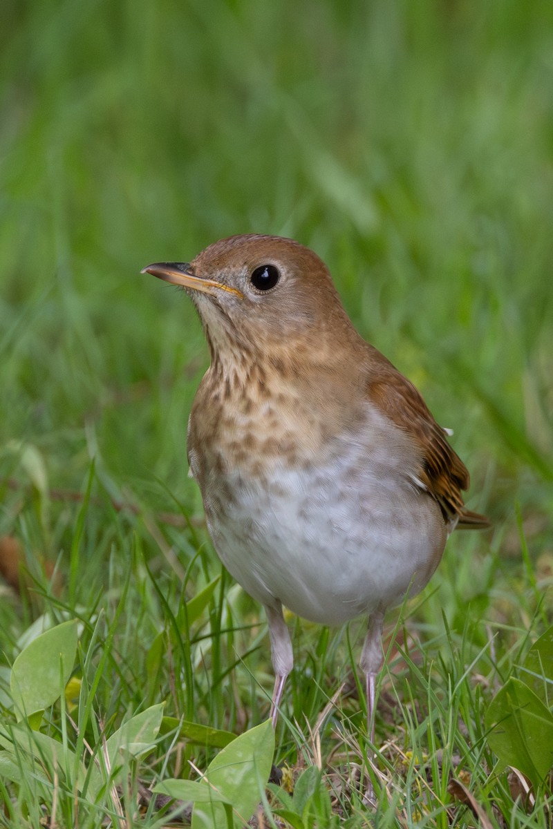 Veery - Rob  Sielaff