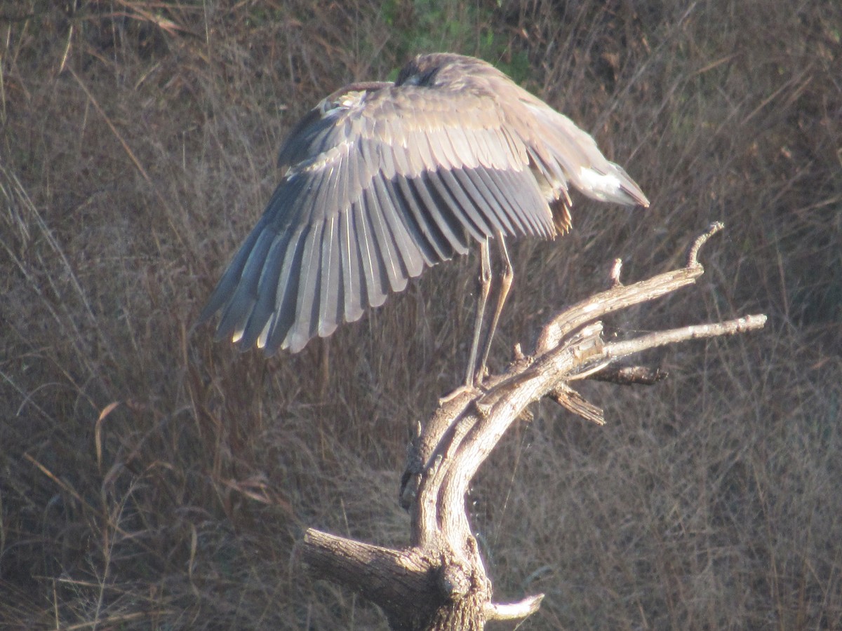 Great Blue Heron - ML618457732