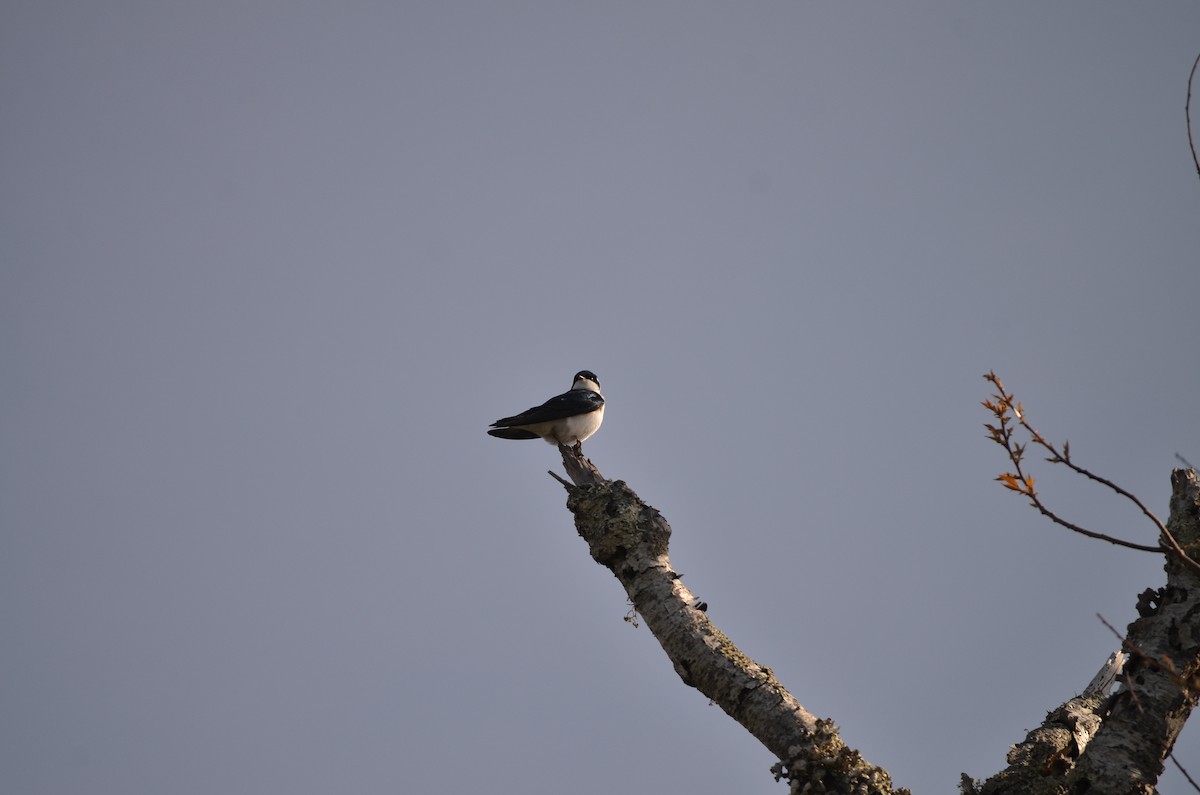 Tree Swallow - ML618457744