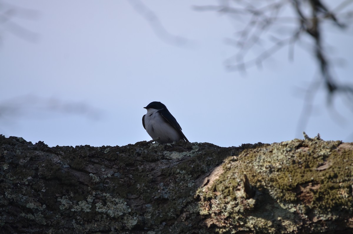 Tree Swallow - ML618457746