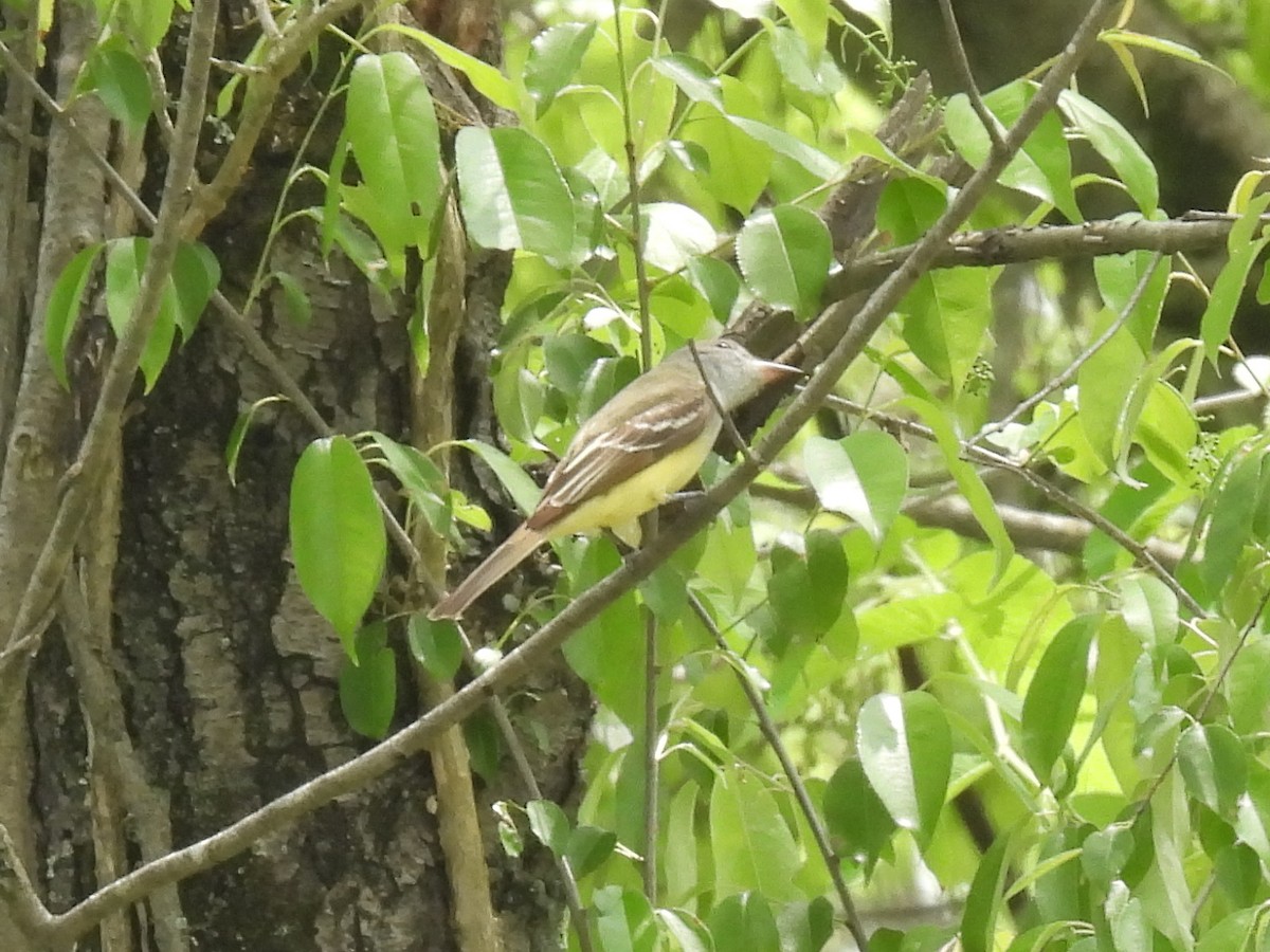 Great Crested Flycatcher - Cindy Leffelman