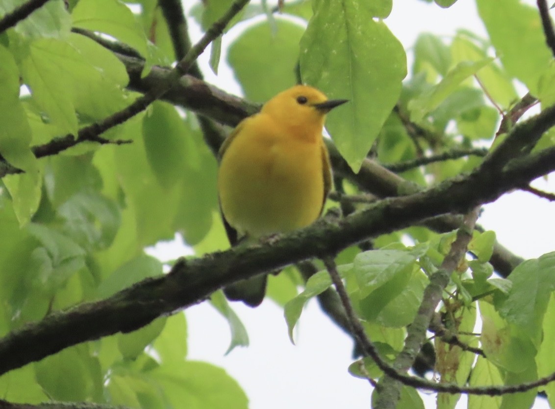 Prothonotary Warbler - Jim Rowoth