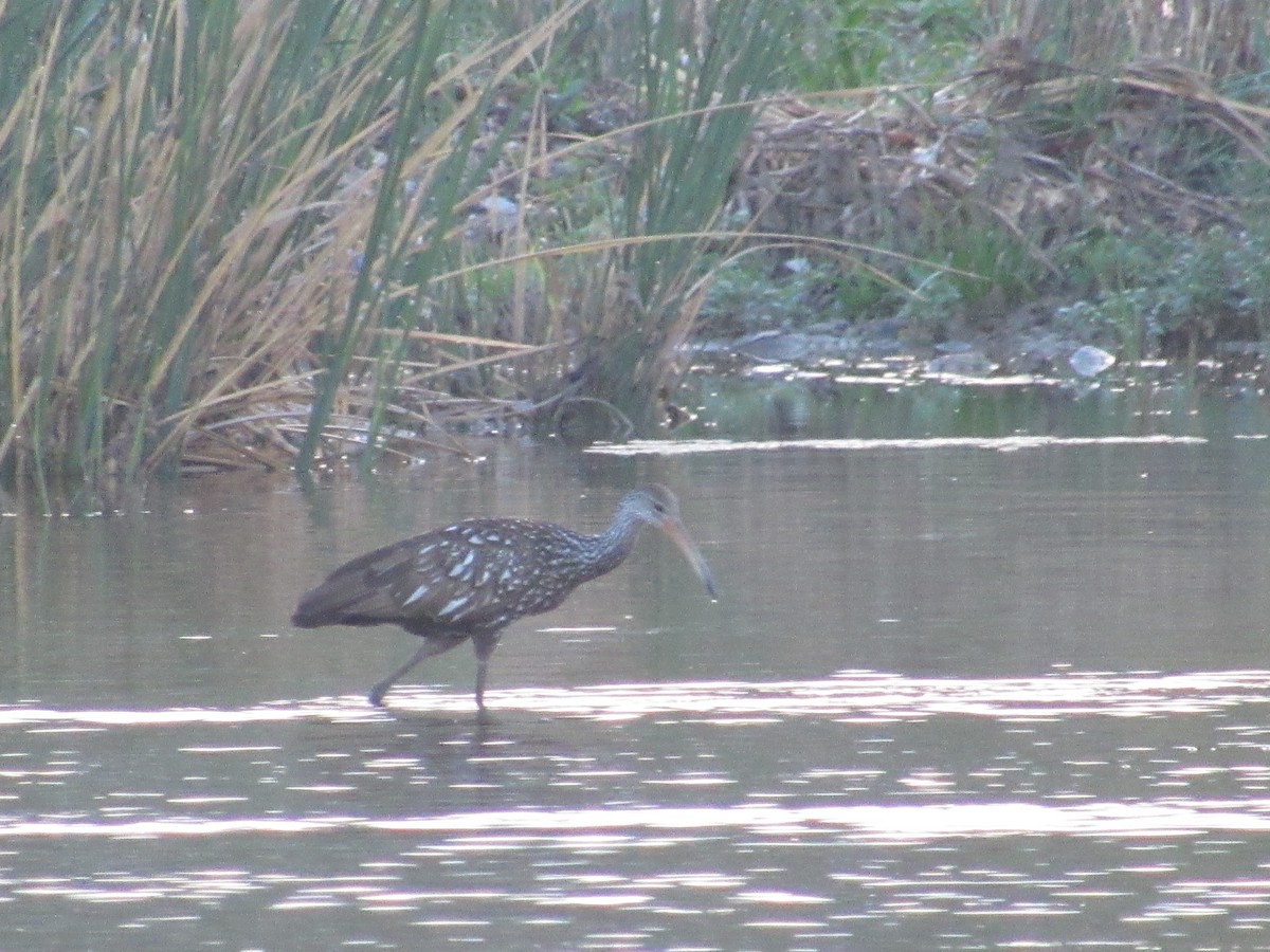 Limpkin - ML618457784