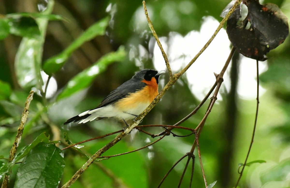 Spectacled Monarch - Sabine Decamp