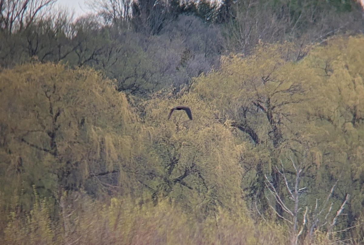 Glossy Ibis - Matthew Tobey