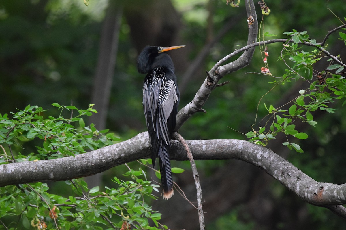 anhinga americká - ML618457859