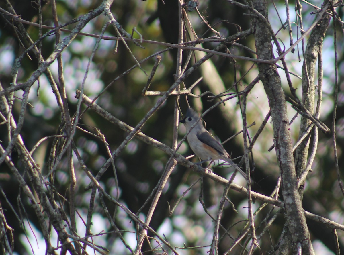 Tufted Titmouse - ML618457892