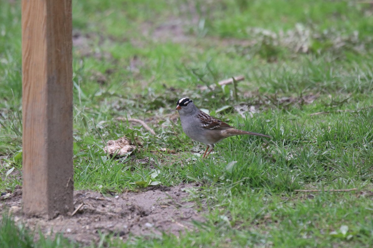 White-crowned Sparrow - Keith Matthieu