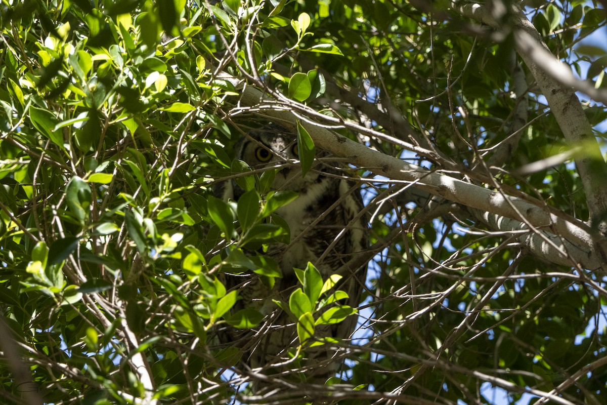 Great Horned Owl - ML618457911