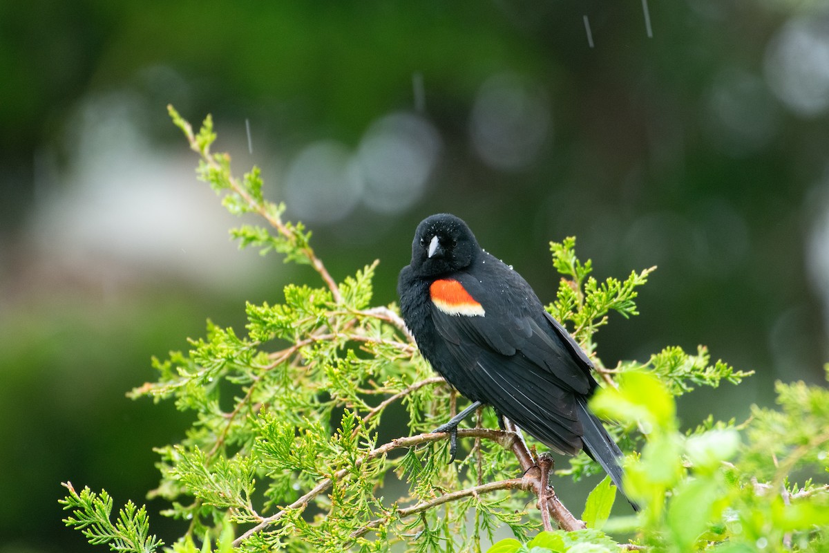 Red-winged Blackbird - Jimmy Dhillon