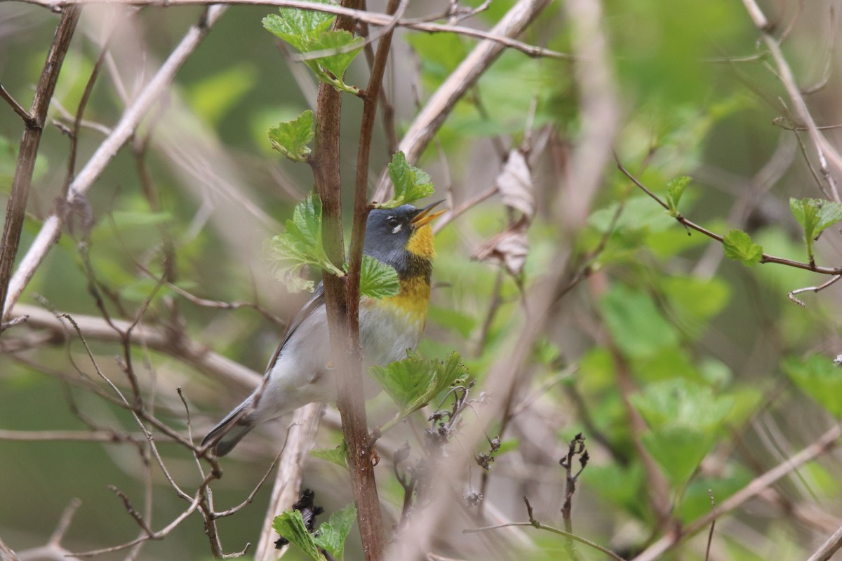 Northern Parula - Keith Matthieu