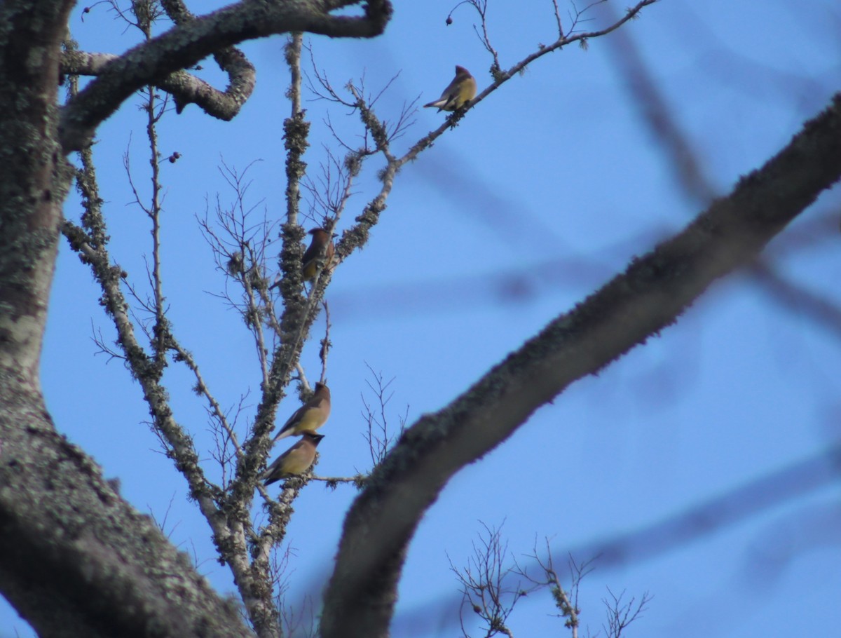 Cedar Waxwing - ML618458016