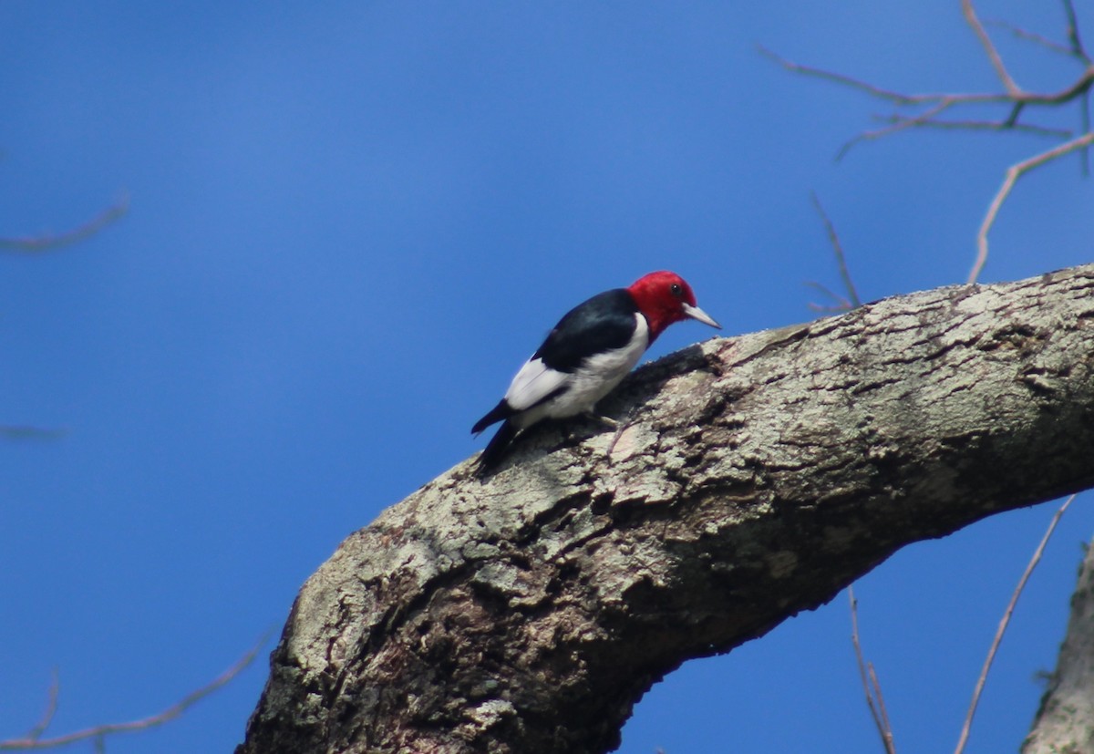 Red-headed Woodpecker - ML618458039