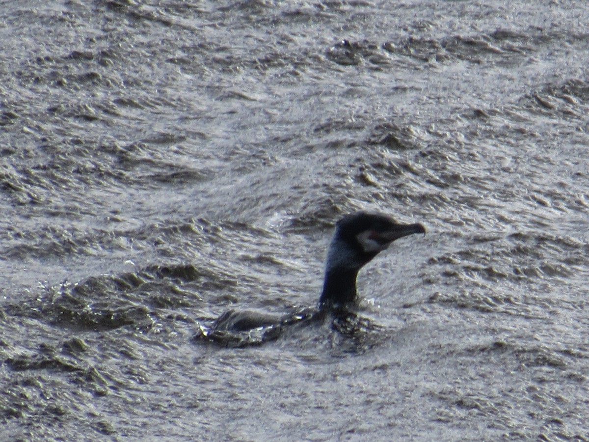 Great Cormorant - ML618458053