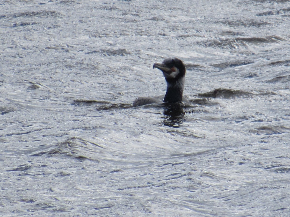 Great Cormorant - ML618458058