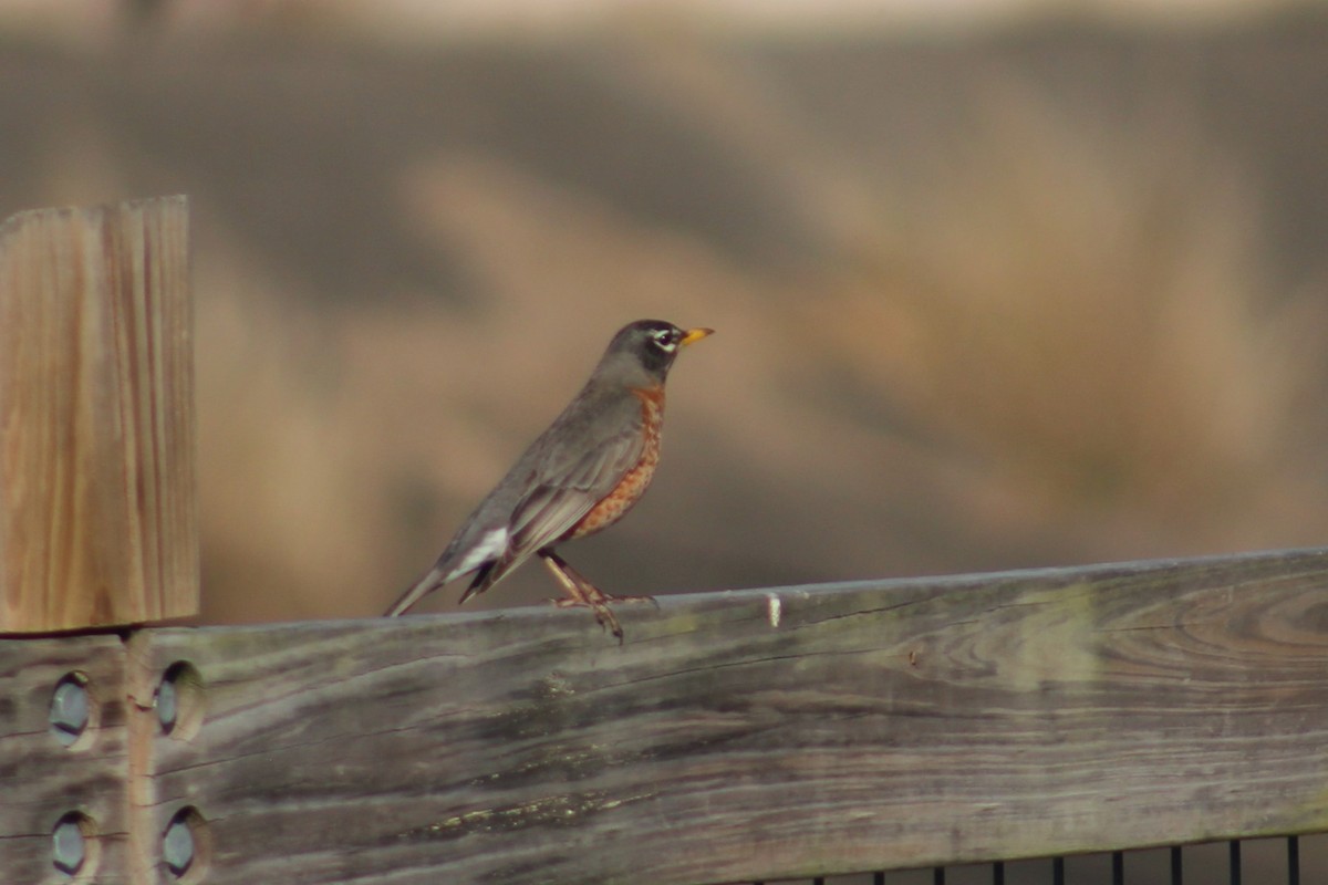 American Robin - ML618458079