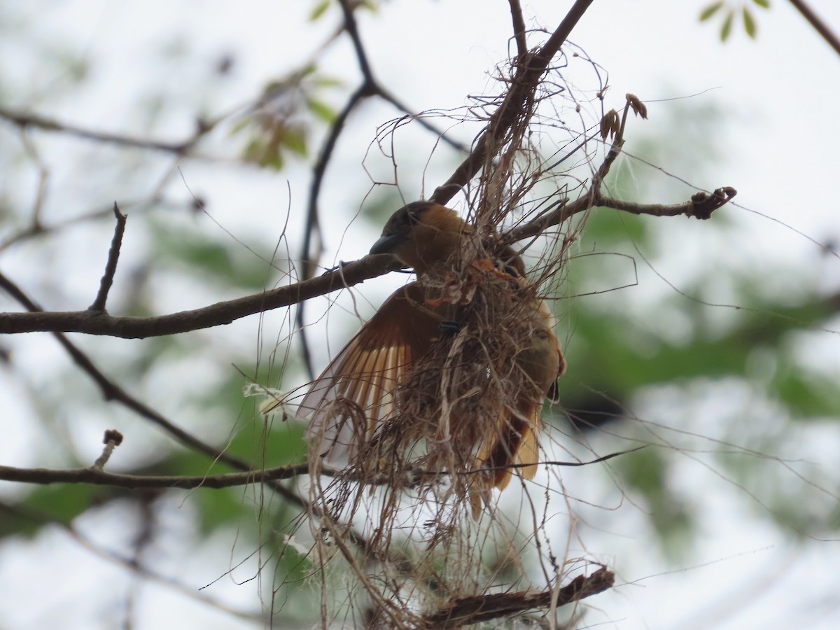 Rose-throated Becard - Michelle Browning