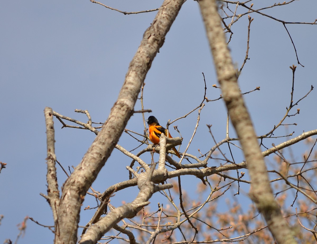 Baltimore Oriole - ML618458096
