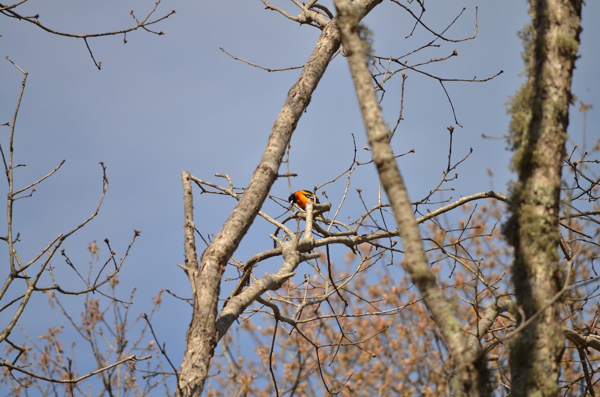 Baltimore Oriole - ML618458100