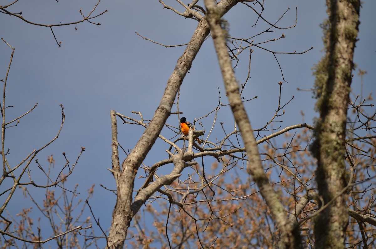 Baltimore Oriole - ML618458101
