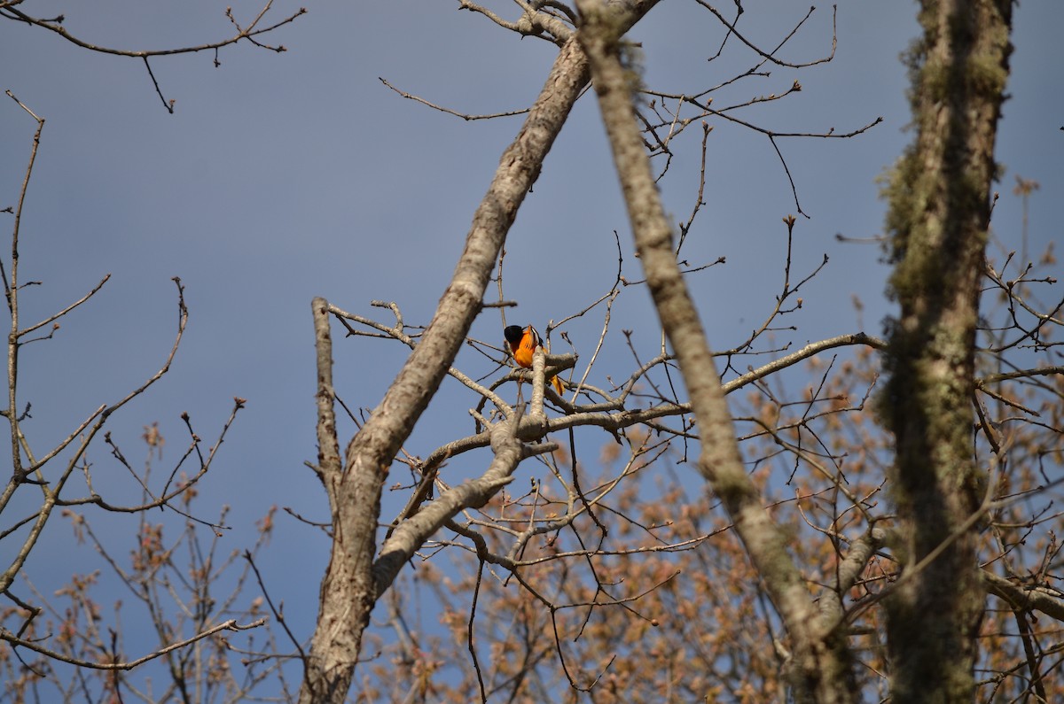 Baltimore Oriole - ML618458102