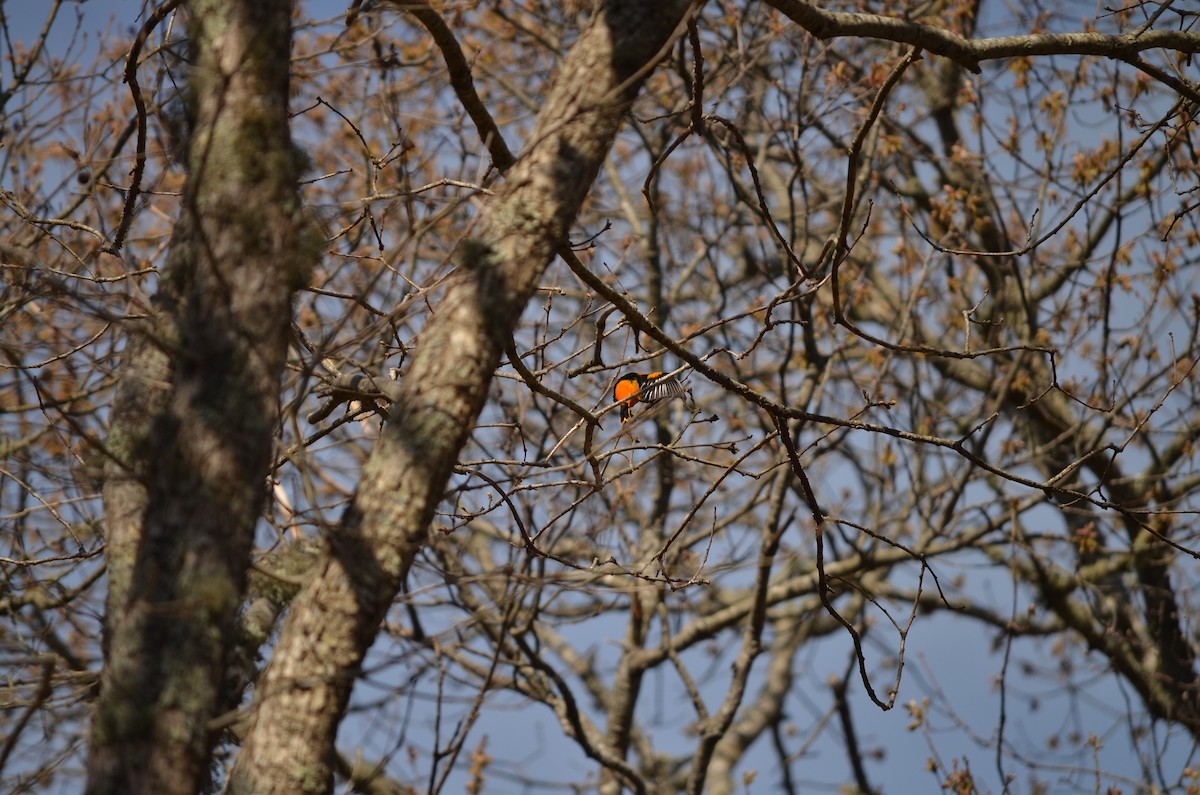 Baltimore Oriole - ML618458103