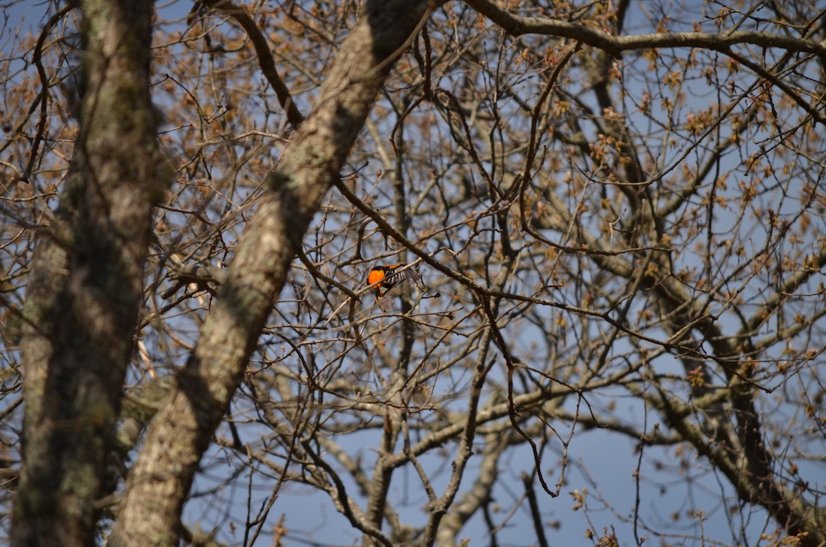 Baltimore Oriole - ML618458104