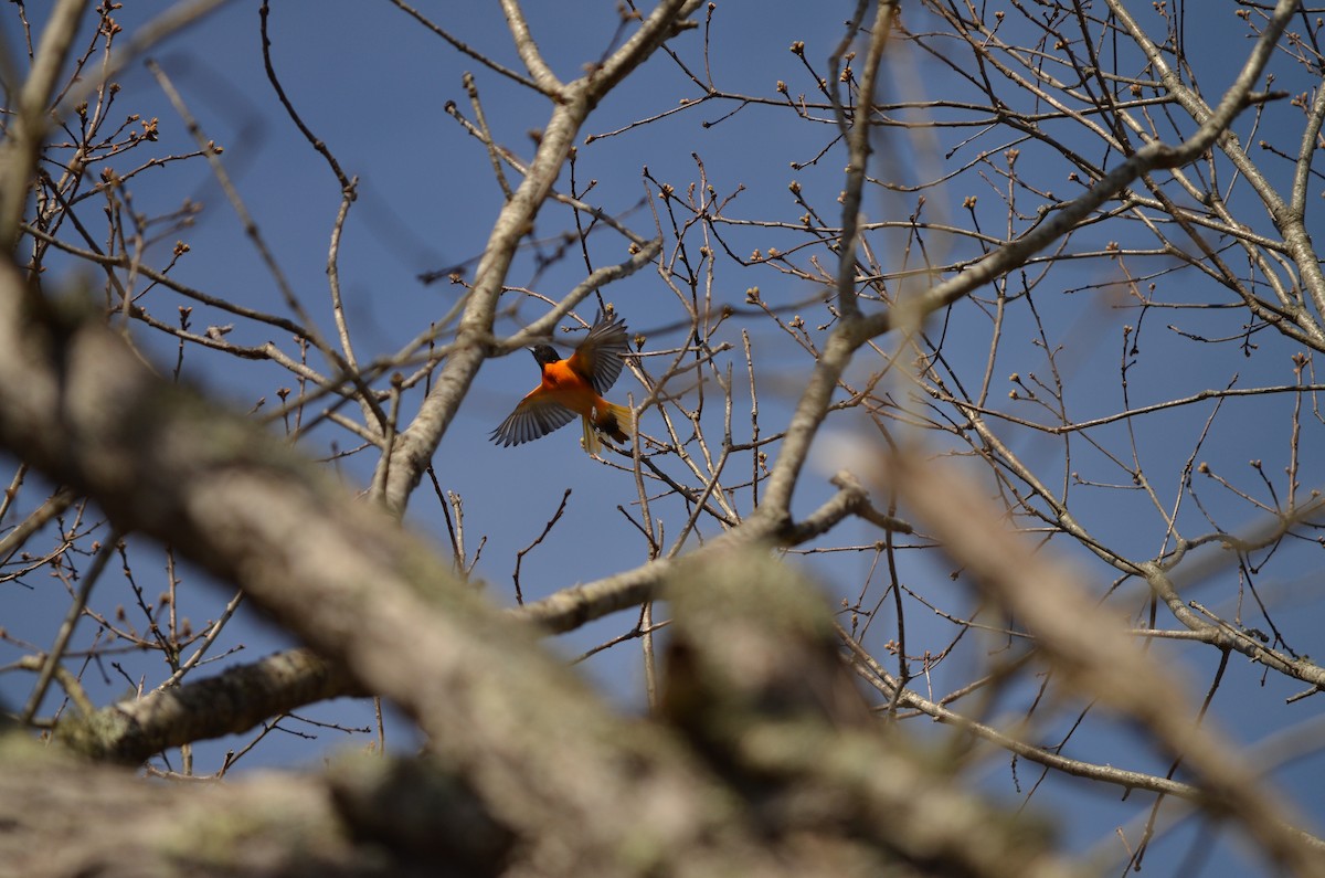 Baltimore Oriole - ML618458105