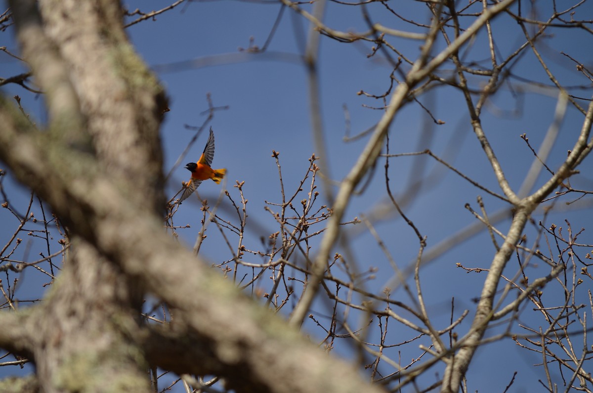 Baltimore Oriole - ML618458106